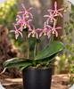 Phal. Jiahos Pink Girl x mannii Black